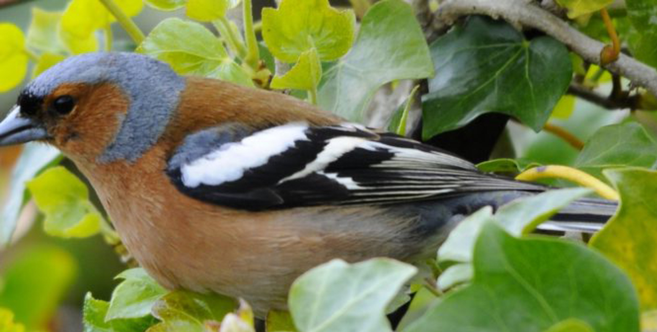 Painshill Bird Song Walk Painshill Bird Song Walk