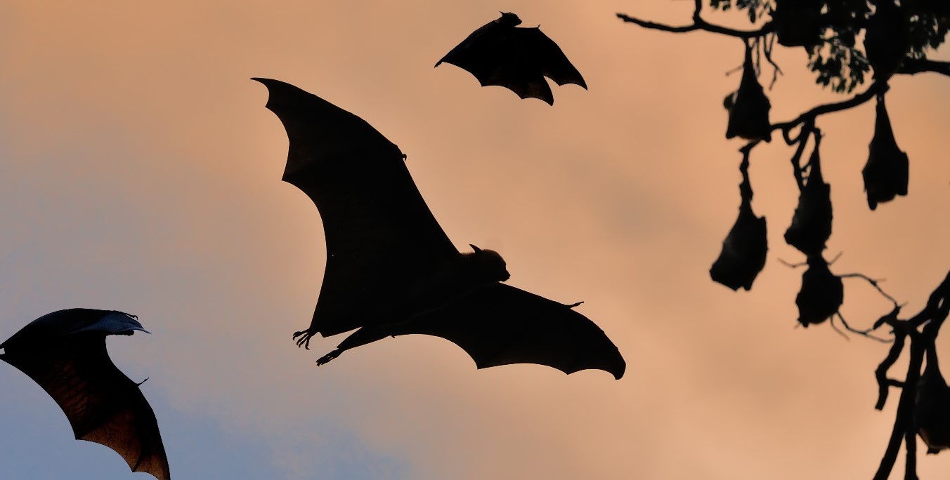 Bat Walk Bat Walk