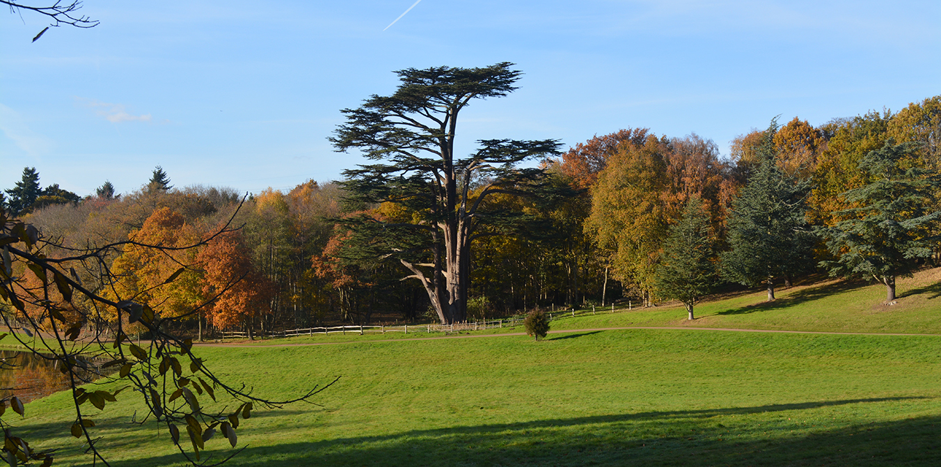 Head Gardener Andy Mills chooses his five favourite Painshill trees