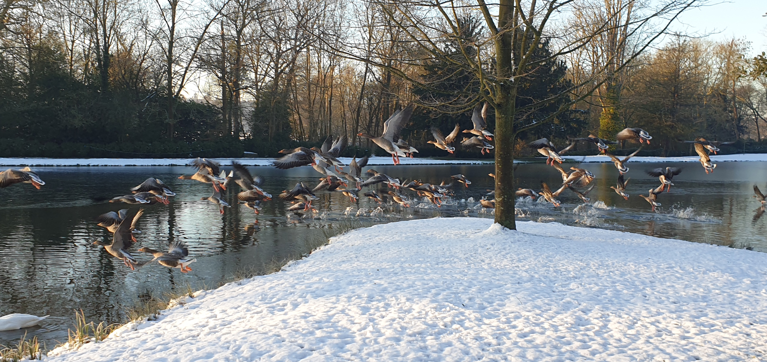 Birds in winter