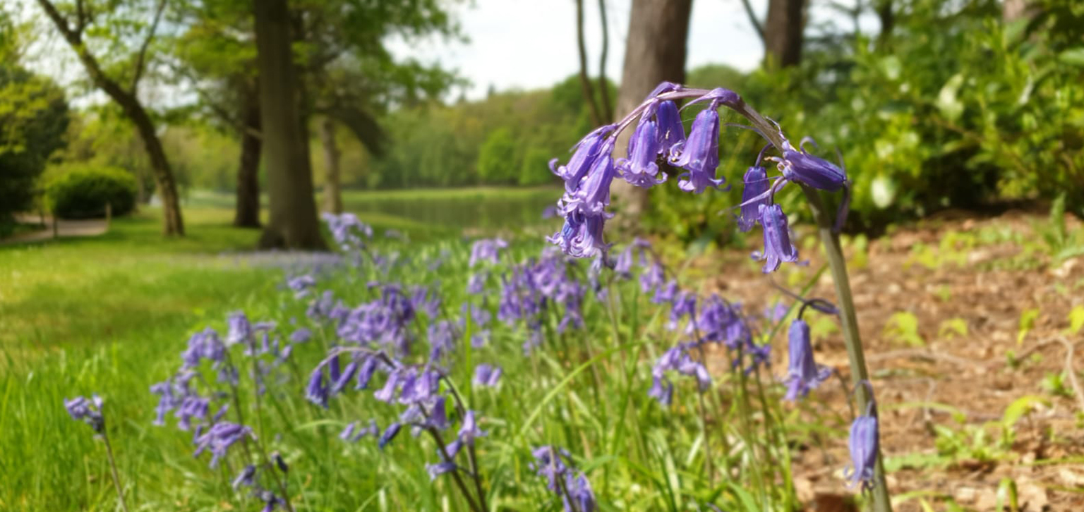 Bluebells Spring