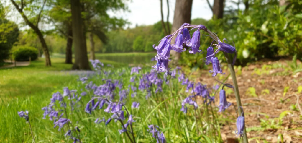 Bluebells at Painshill