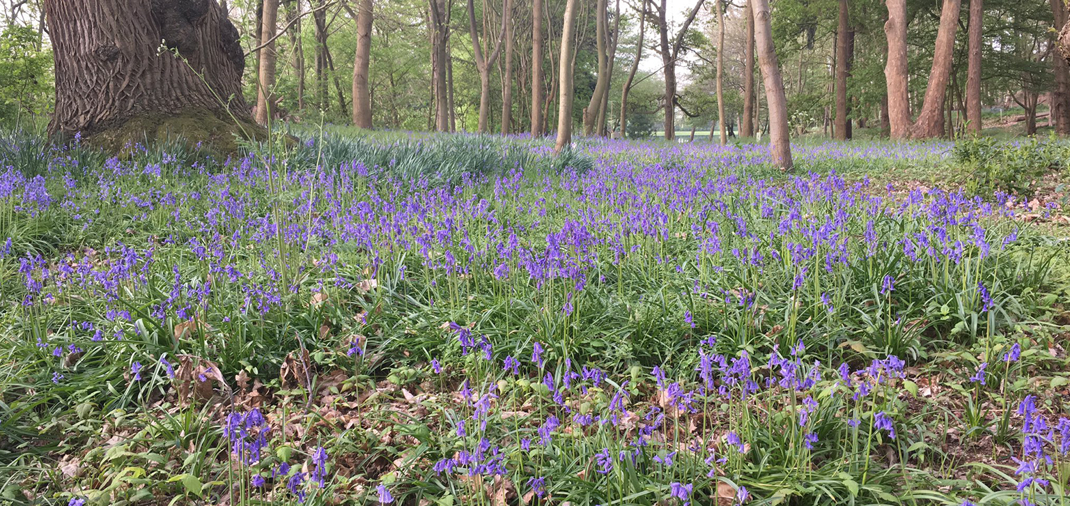 Bluebells in woods spring