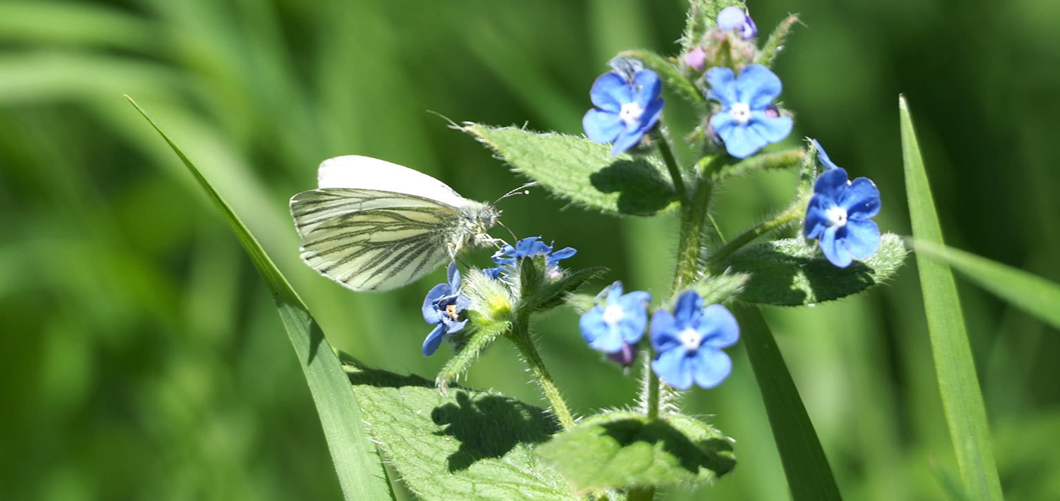 Butterfly at Painshill