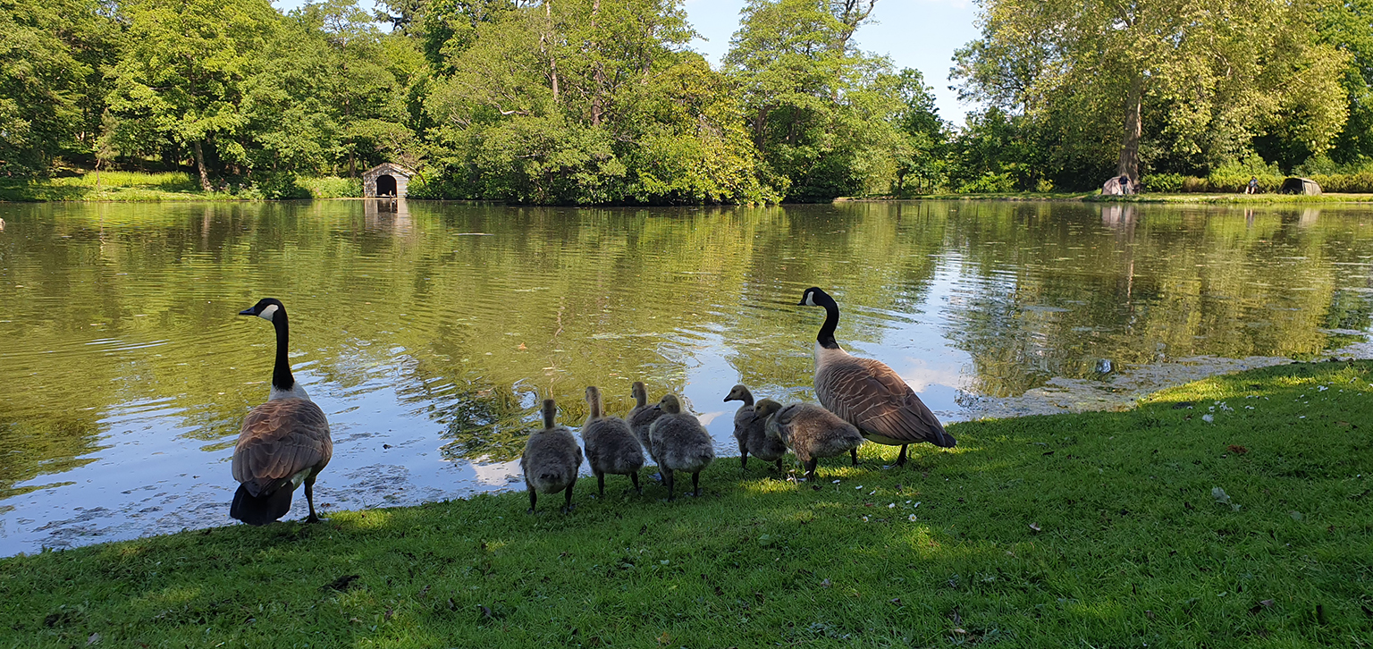 Canada Geese by Lake Spring