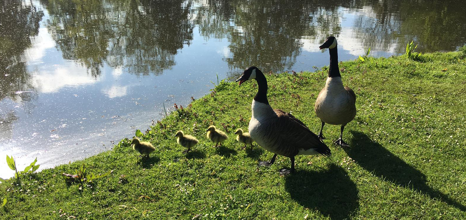 Canadian Geese by the Serpentine Lake