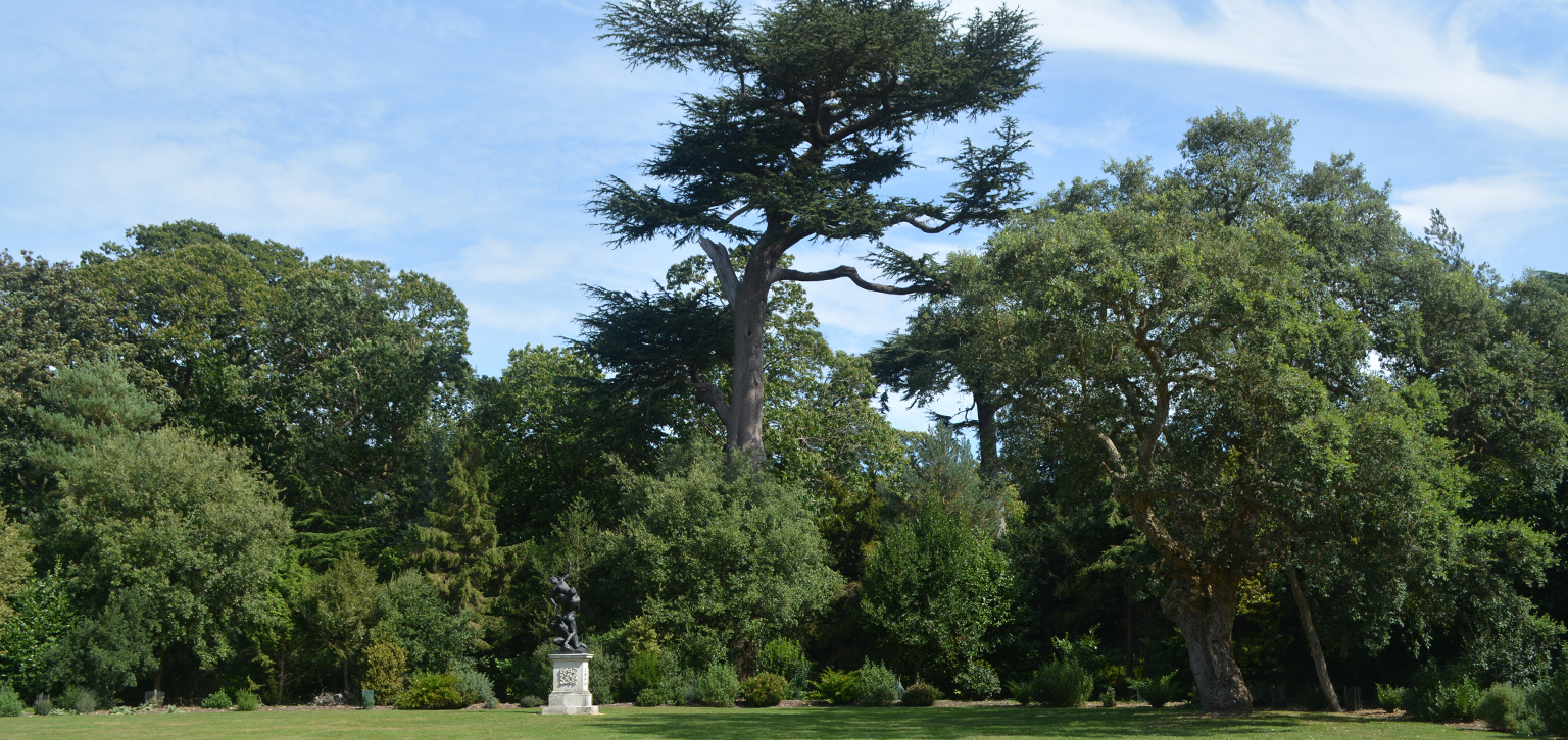 Cedar at Painshill