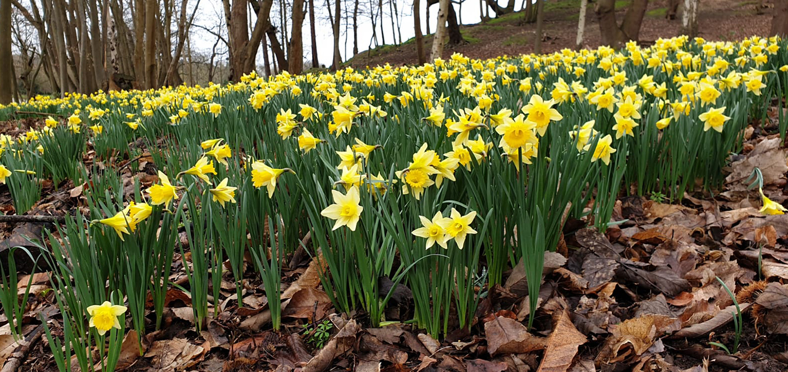 Daffodils spring