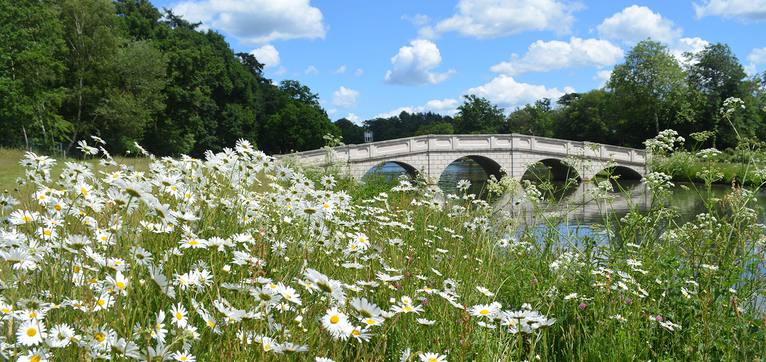 Daisys in Summer