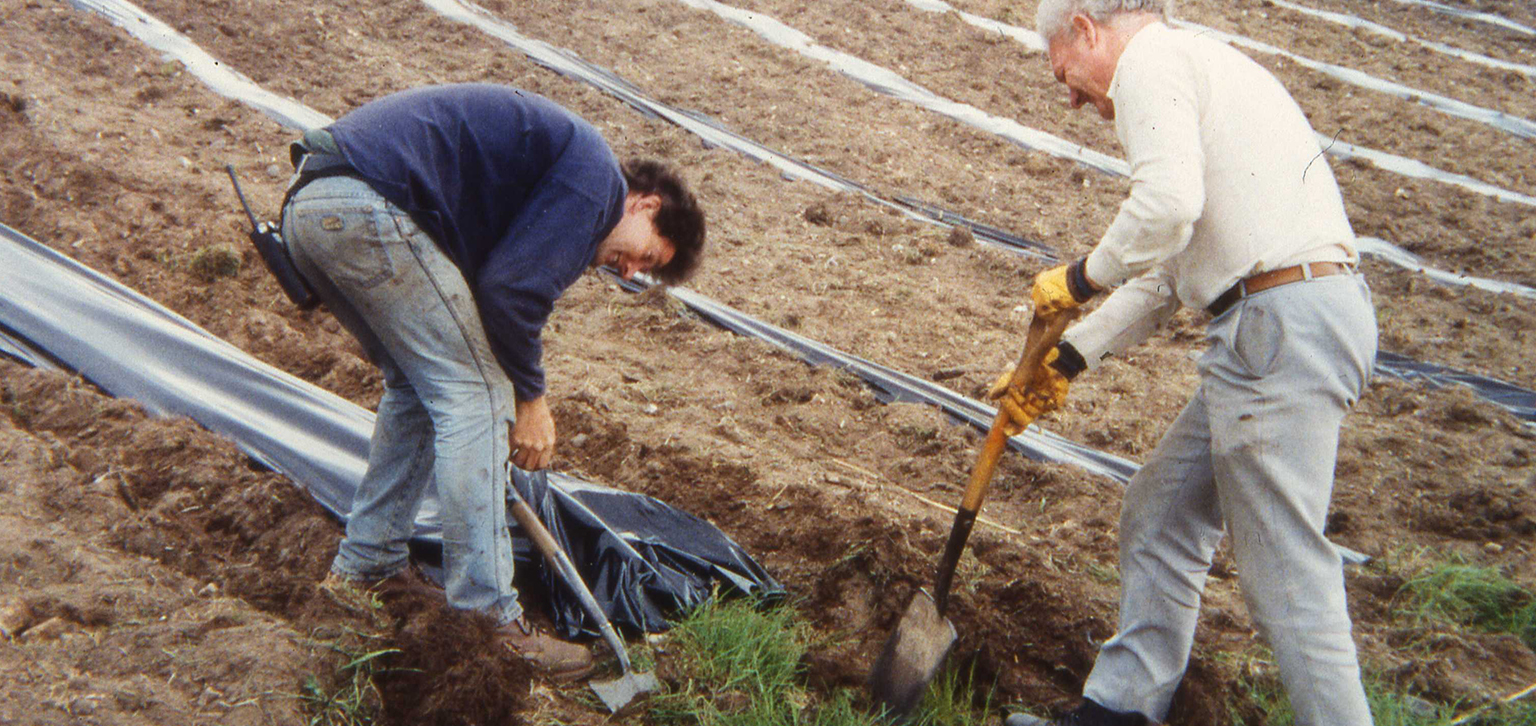 Digging up vineyard pre-restoration