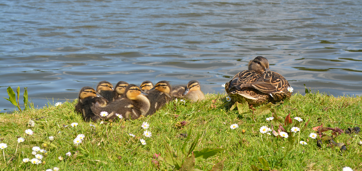 Ducklings Spring