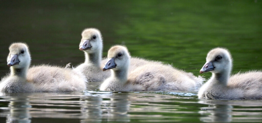 Goslings spring