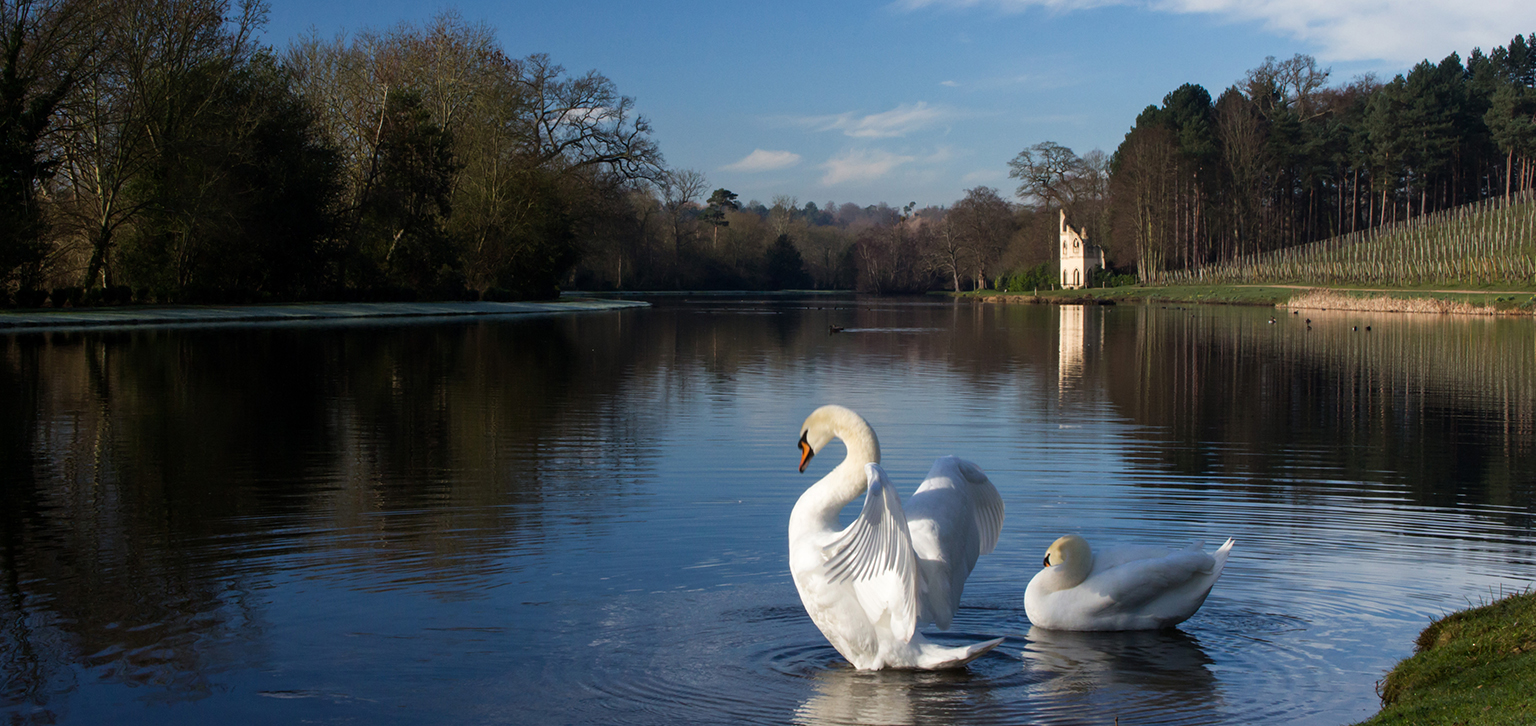 Swans in winter