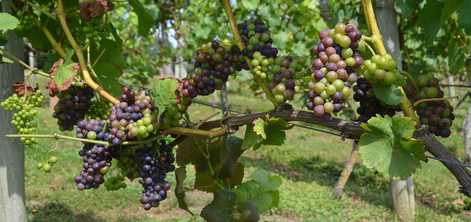 Grapes in summer