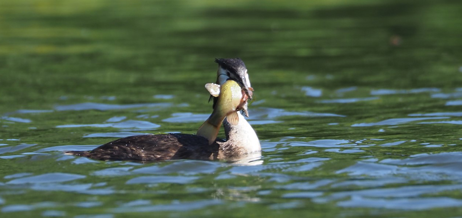 Grebe in summer