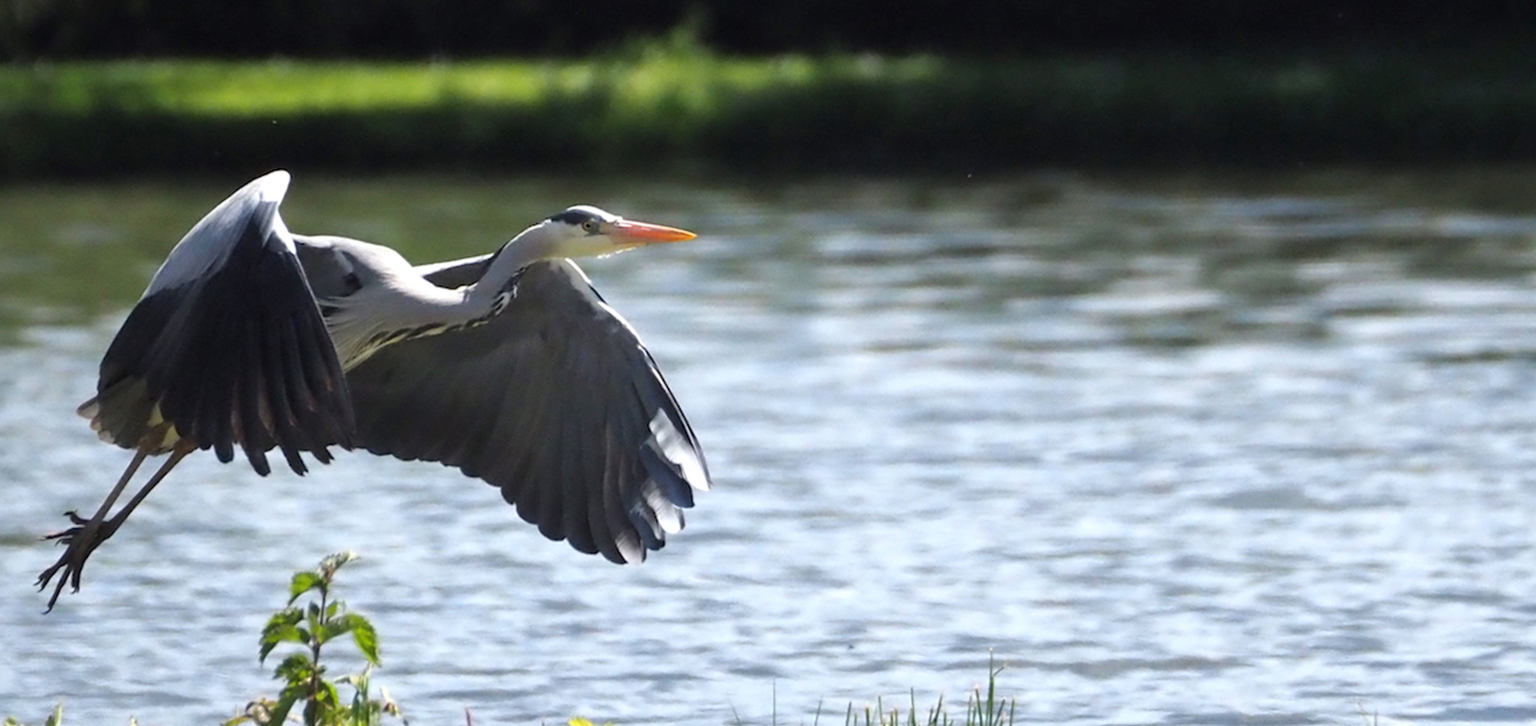 Heron in Summer