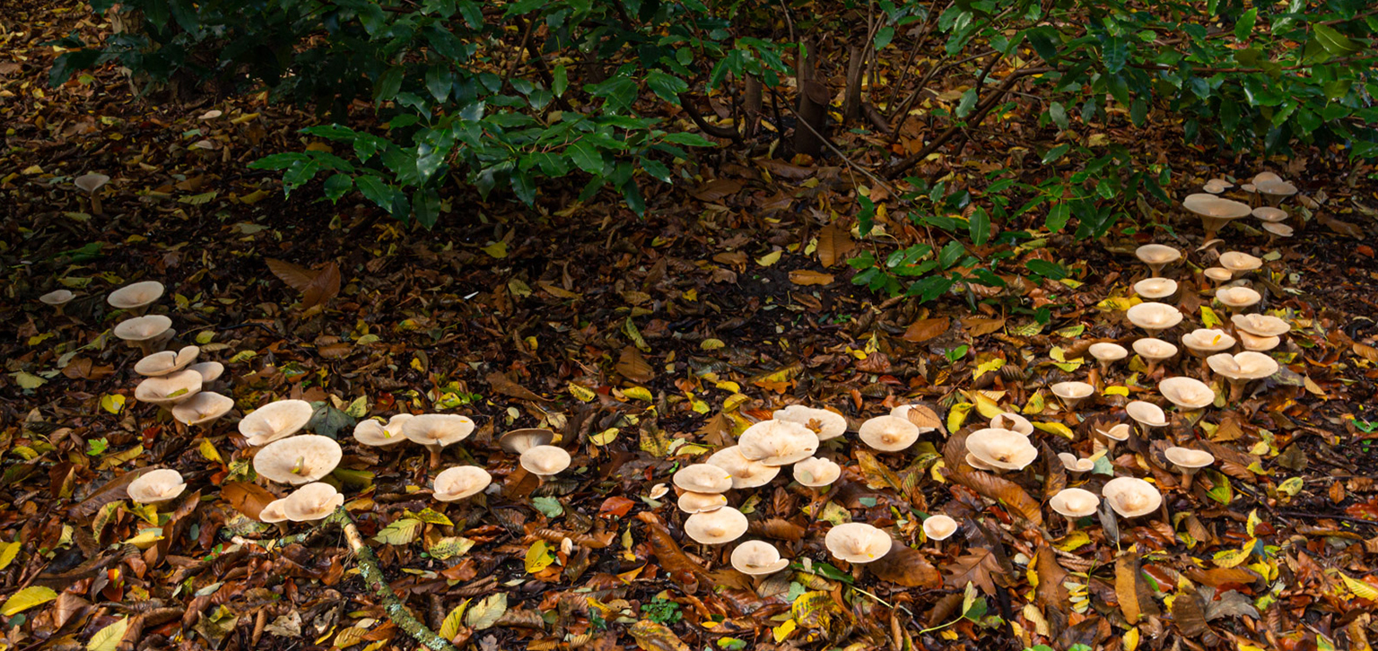 Mushrooms in Autumn