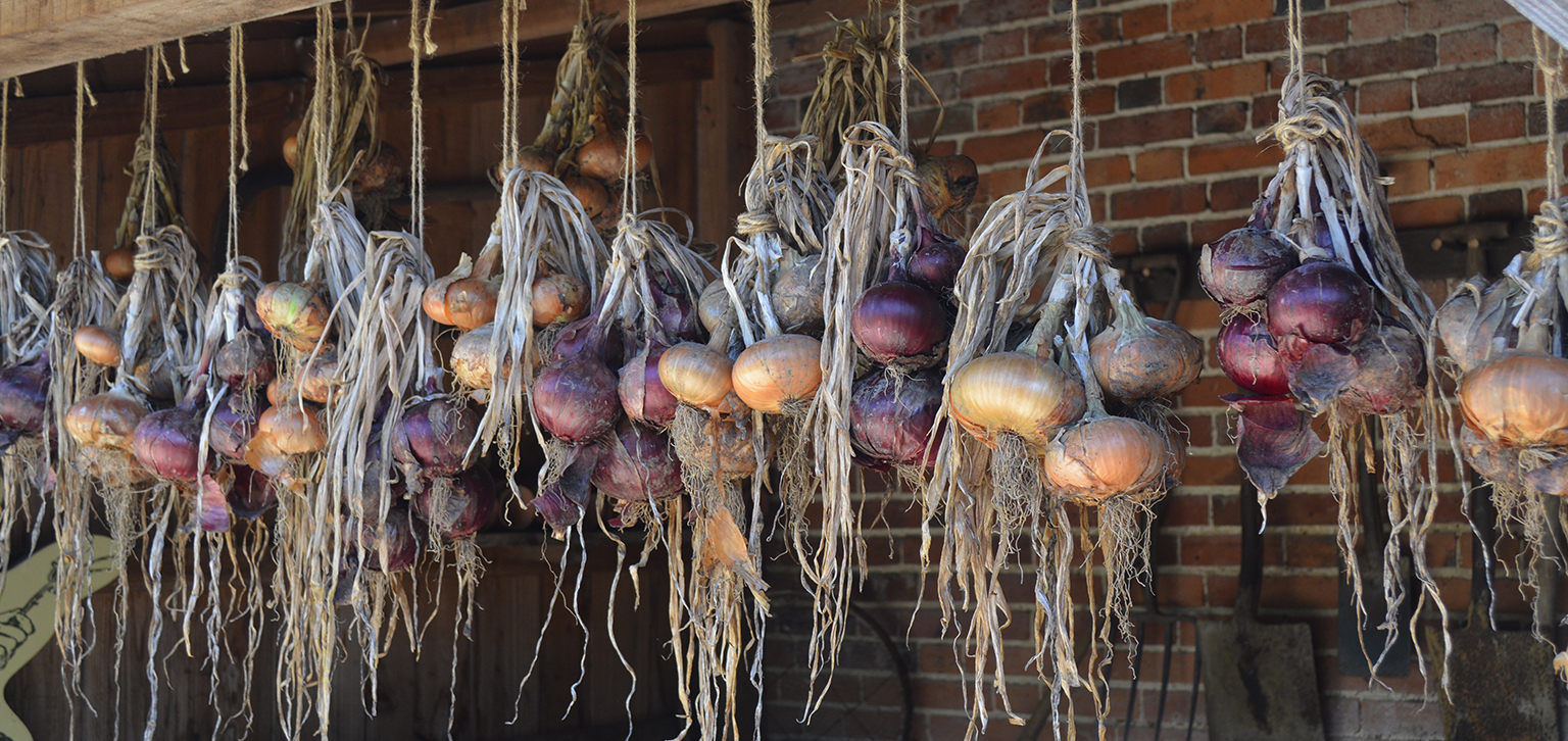 Onions in autumn