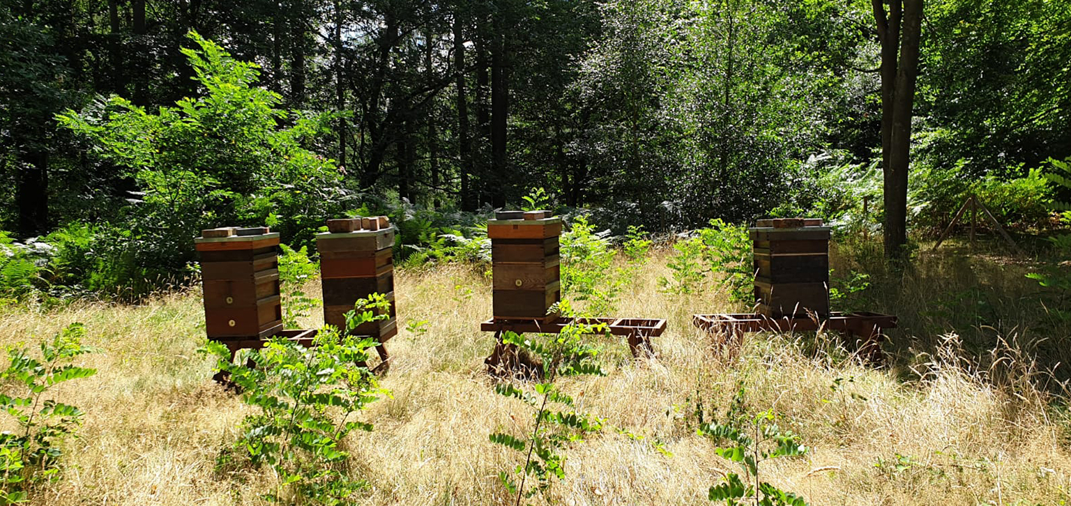 Beekeeping at Painshill