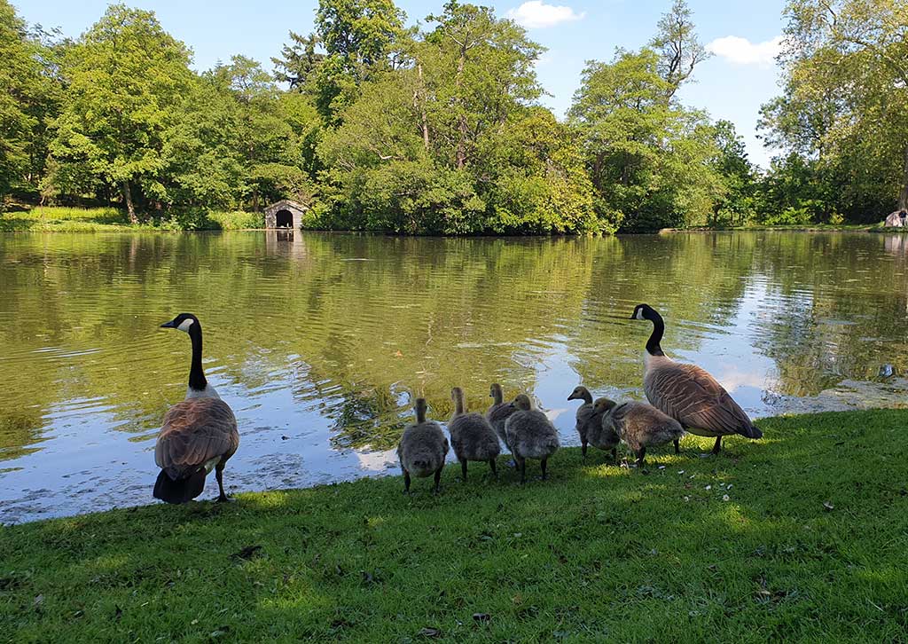 Painshill through the seasons