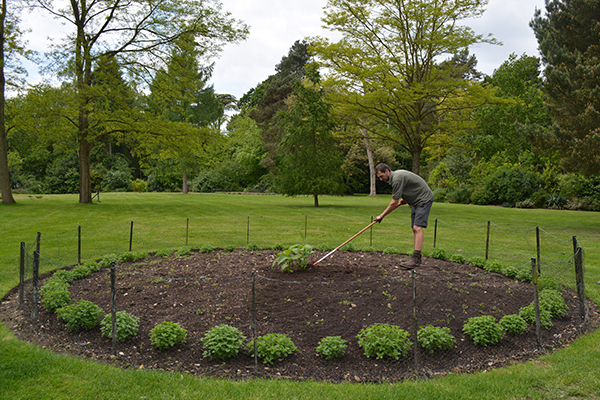 Painshill Plantings - before