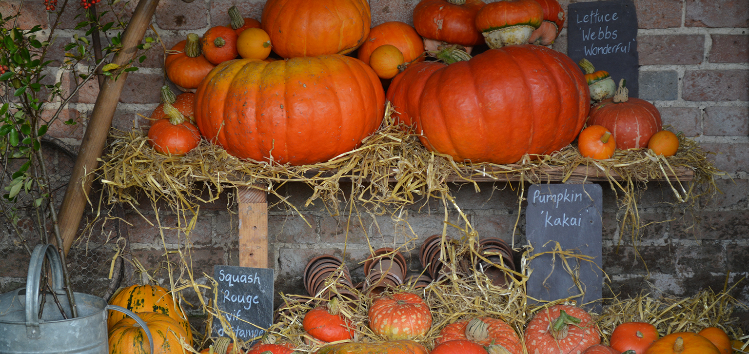 Pumpkins in autumn