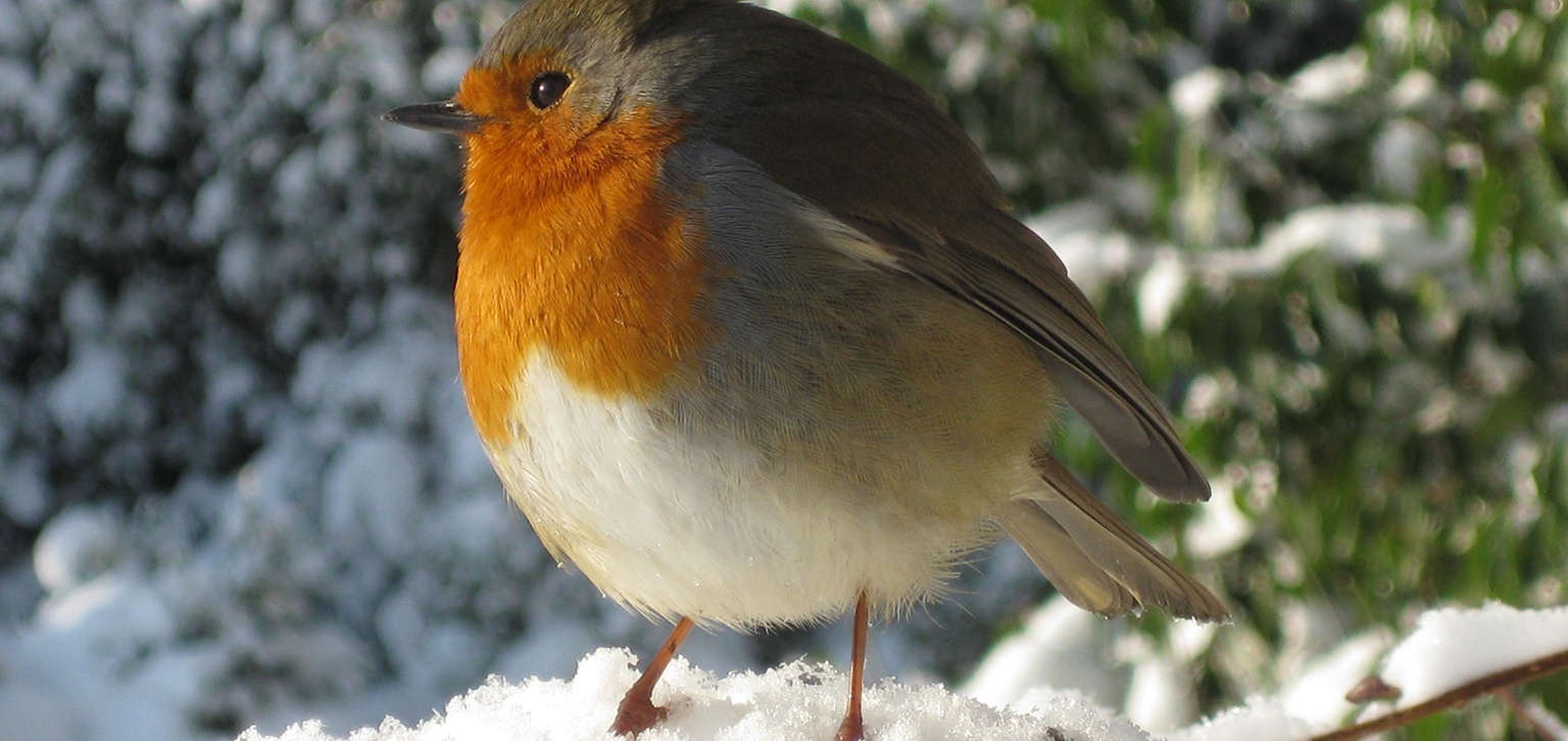 Robin in winter