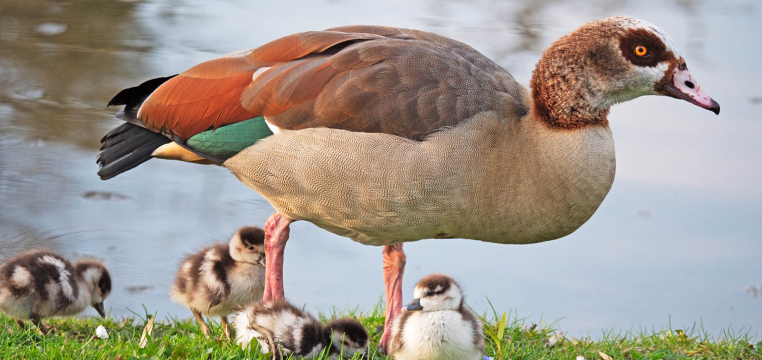 Small Ducklings spring