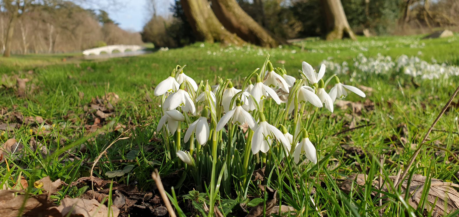 Snowdrops in winter