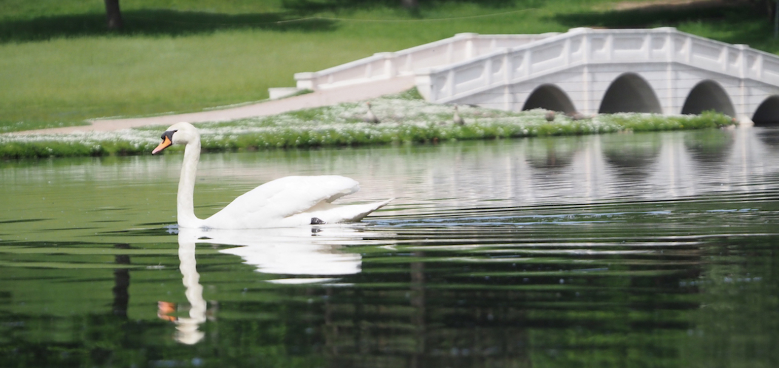 Swan on the Serpentine Lake