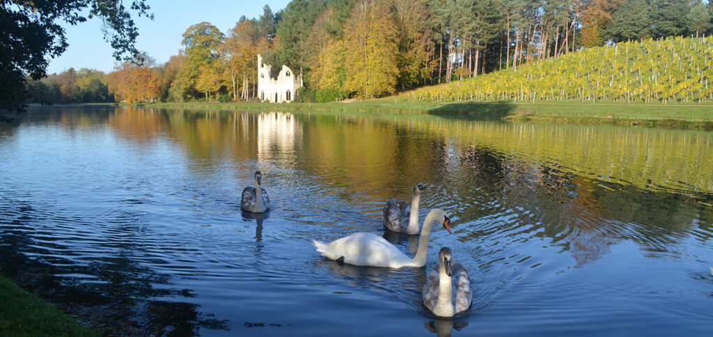 Swans in Autumn