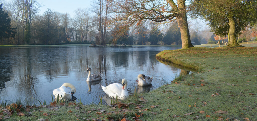 Swans on lake in winter