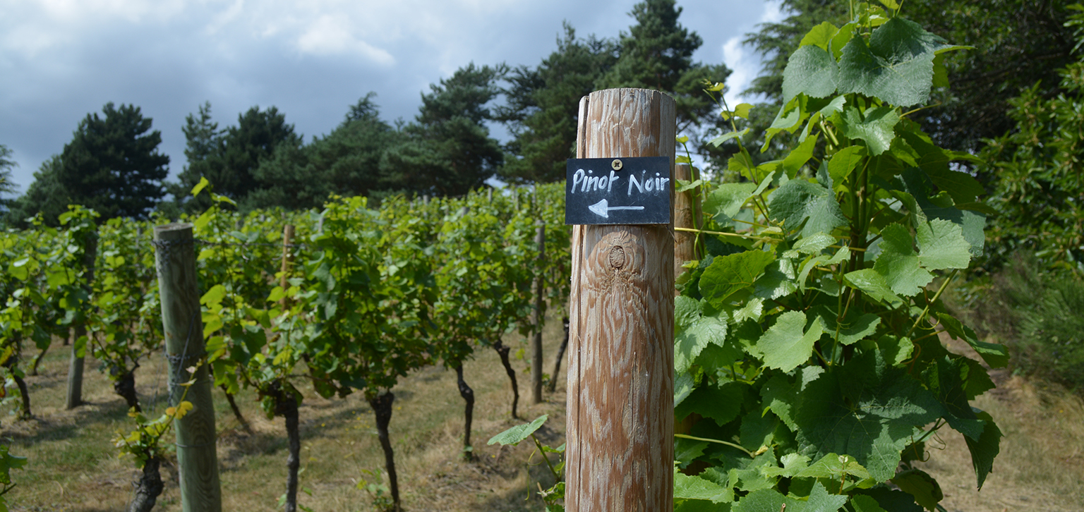 Pinot Noir at Painshill