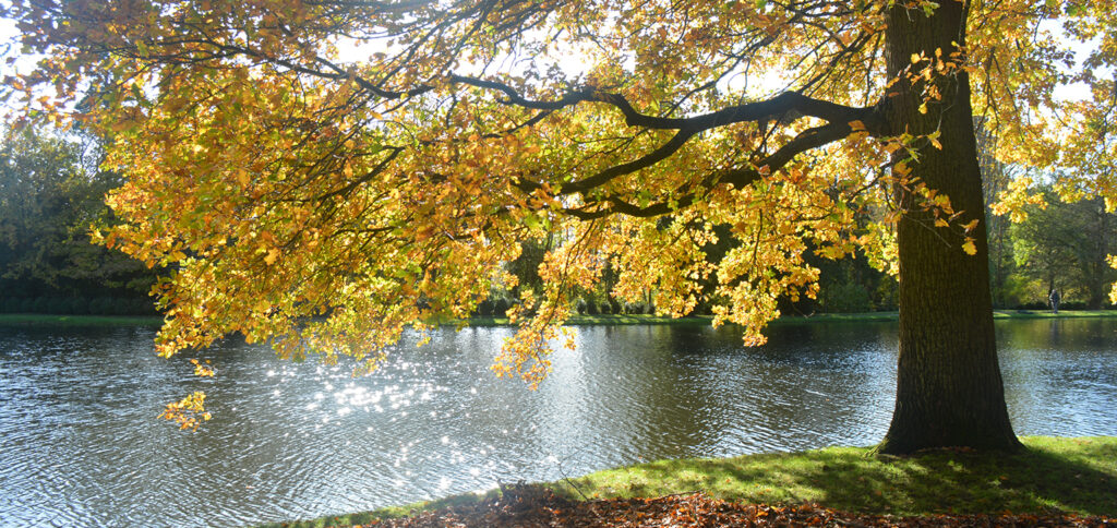 Trees in Autumn