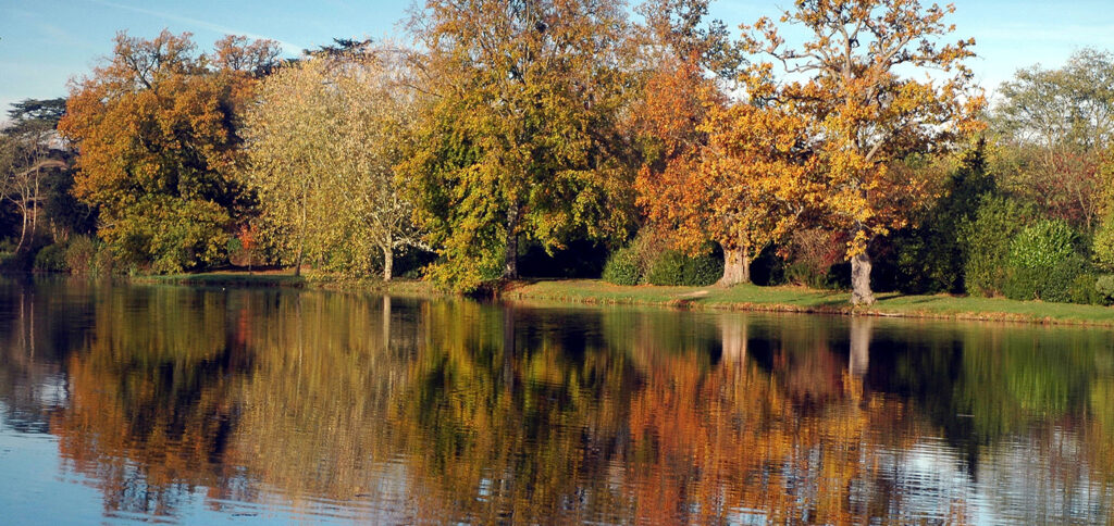 Trees reflection in Autumn