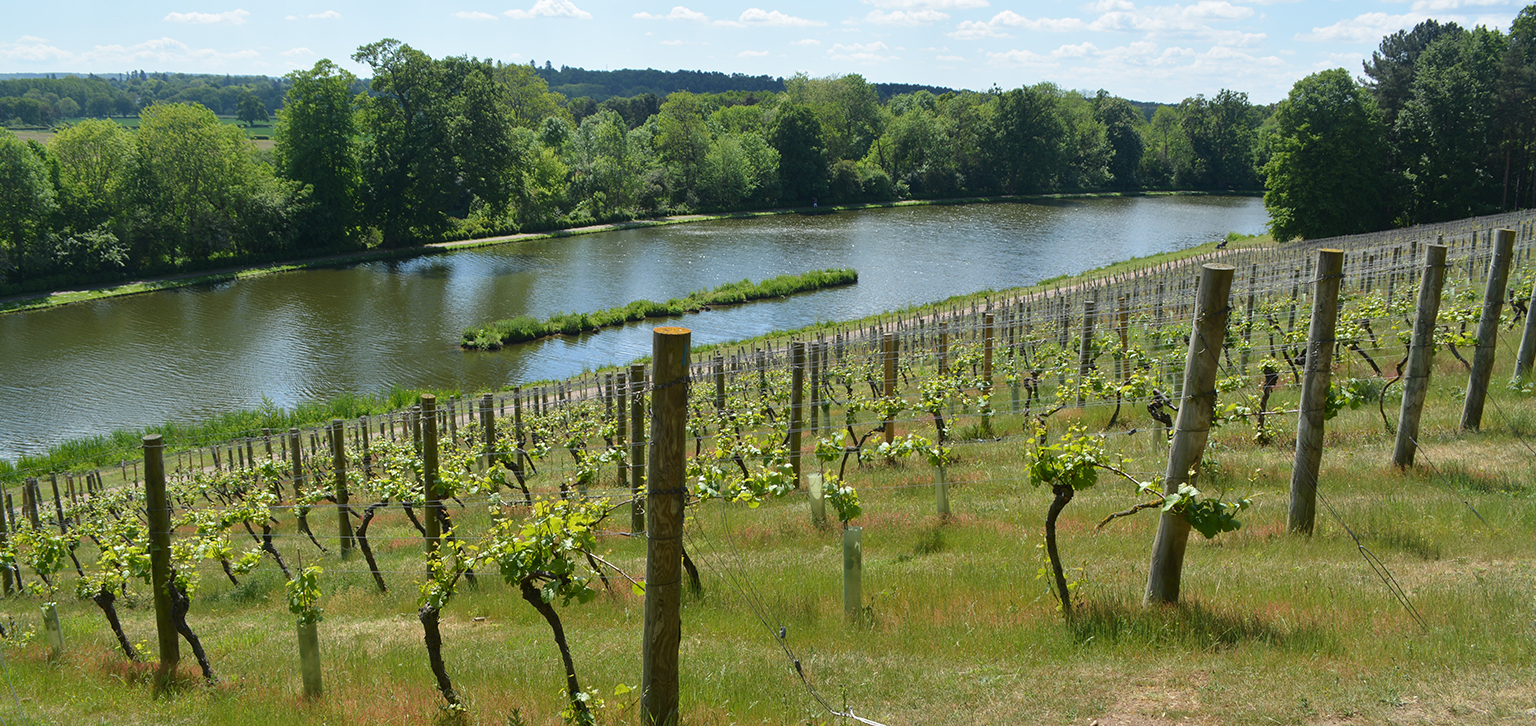 View of lake over yineyard