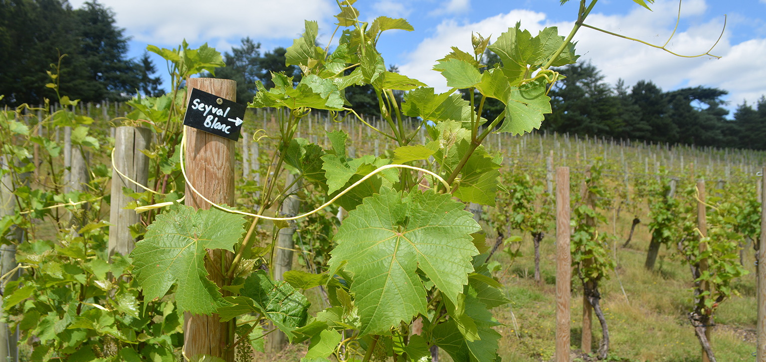 Vines in Summer