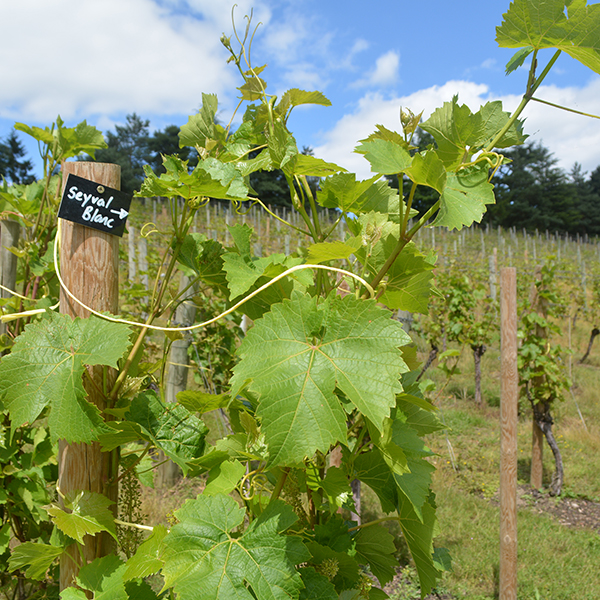 Vines and Wine