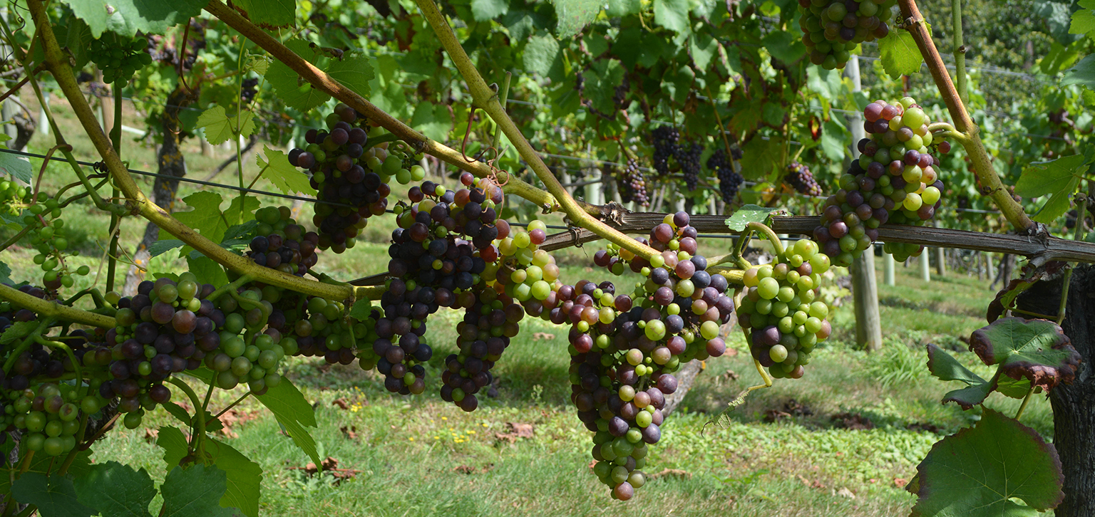 Grapes in the vineyard