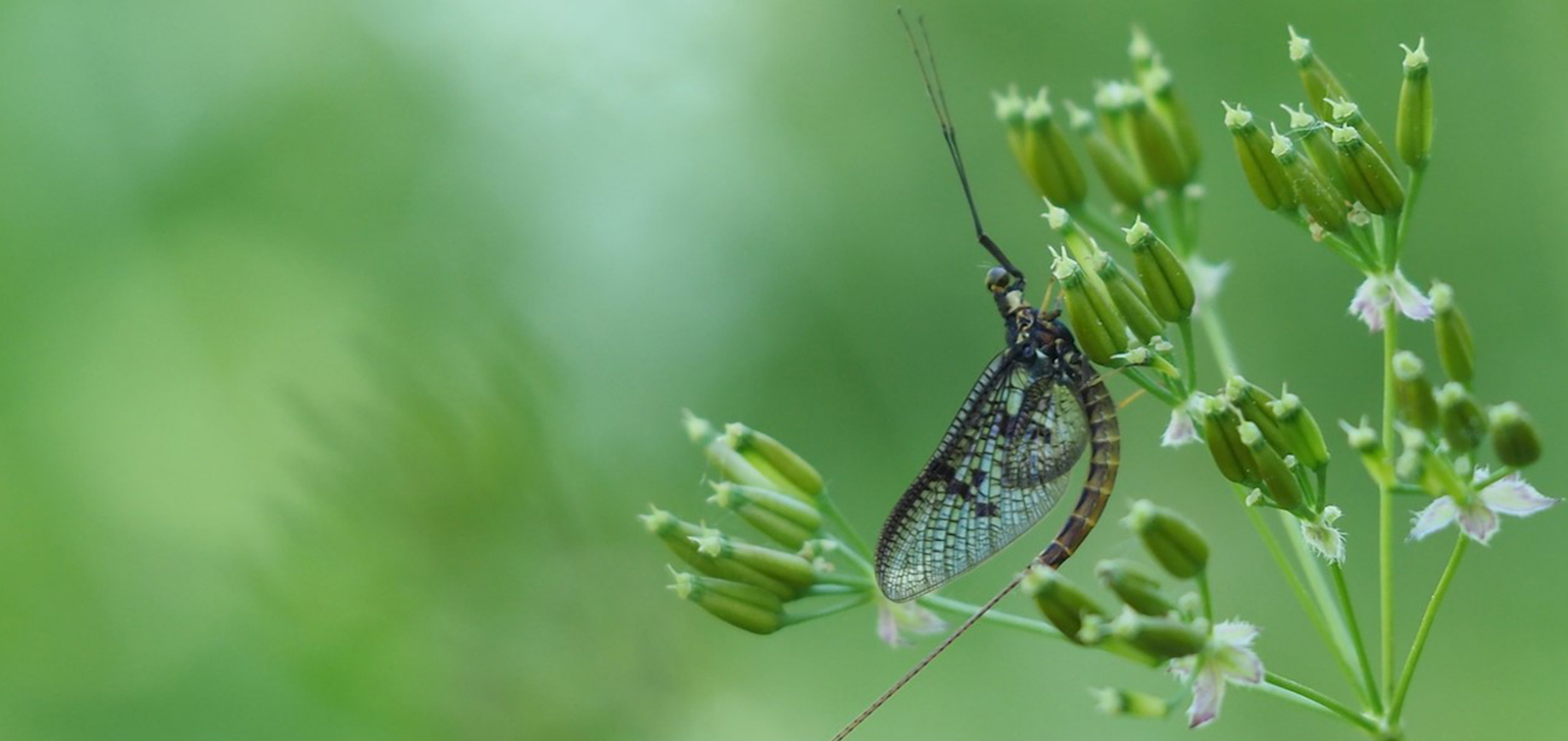 insect in summer