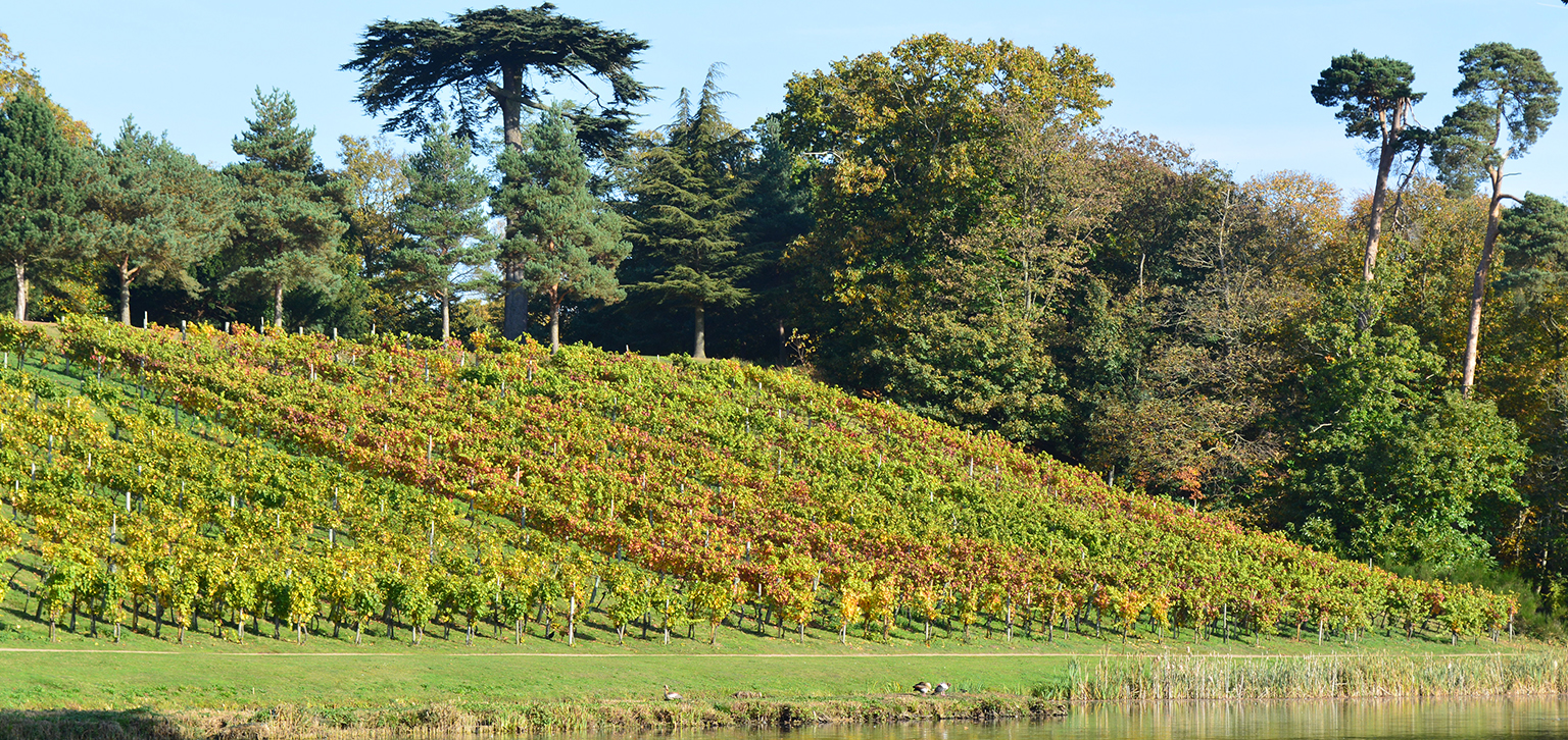 The vineyard in autumn