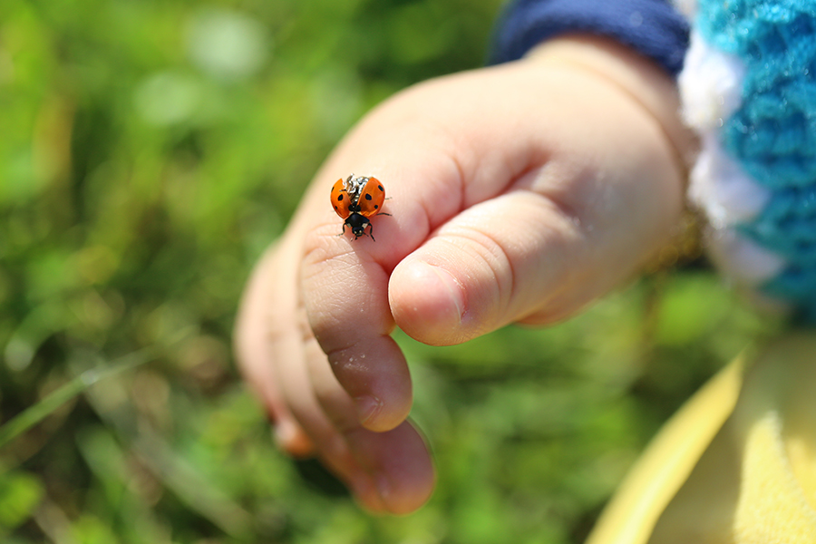 Early Years outdoor learning minibeast safari