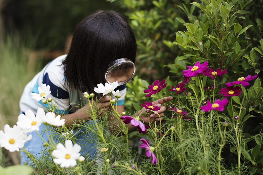 plant explorer