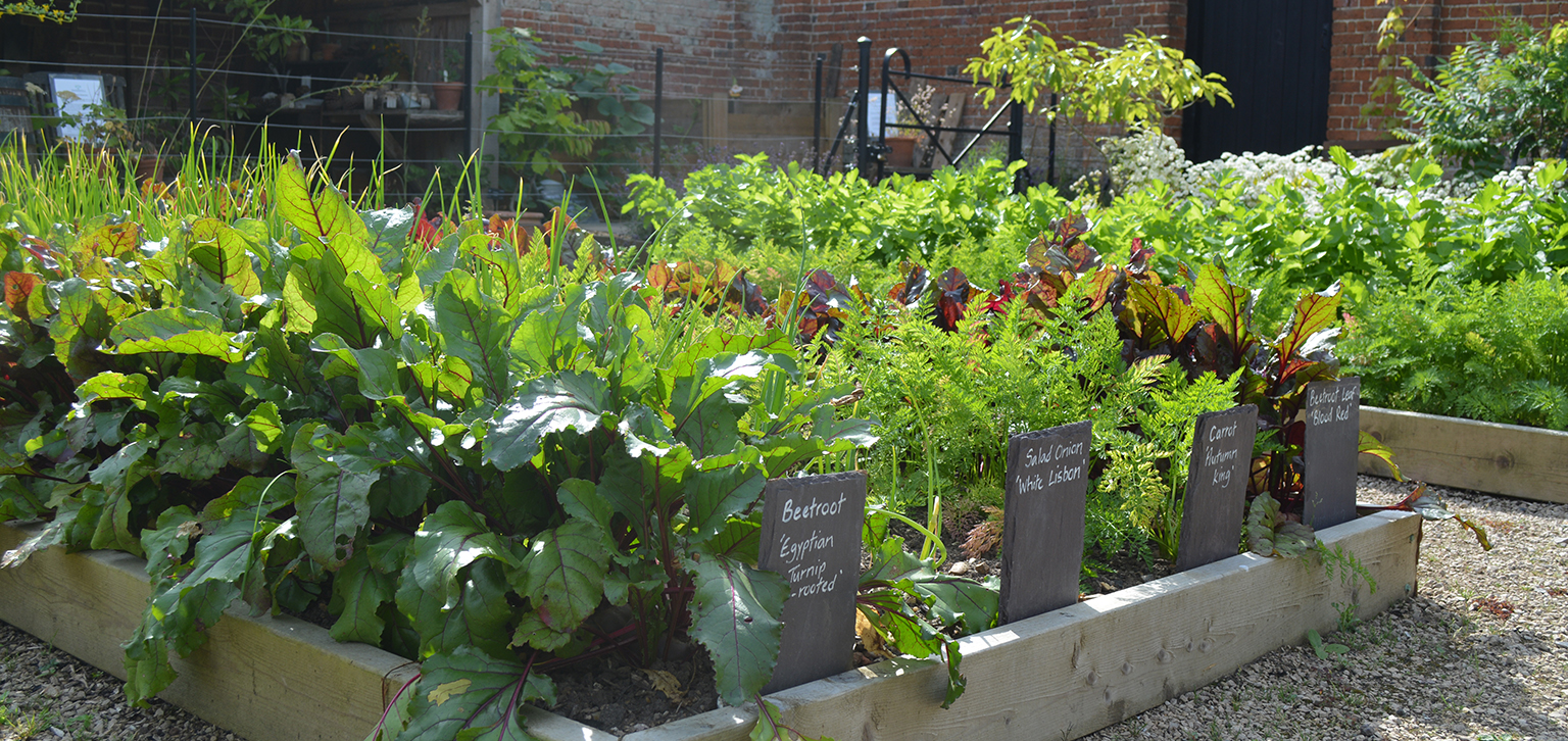 Raised beds in summer