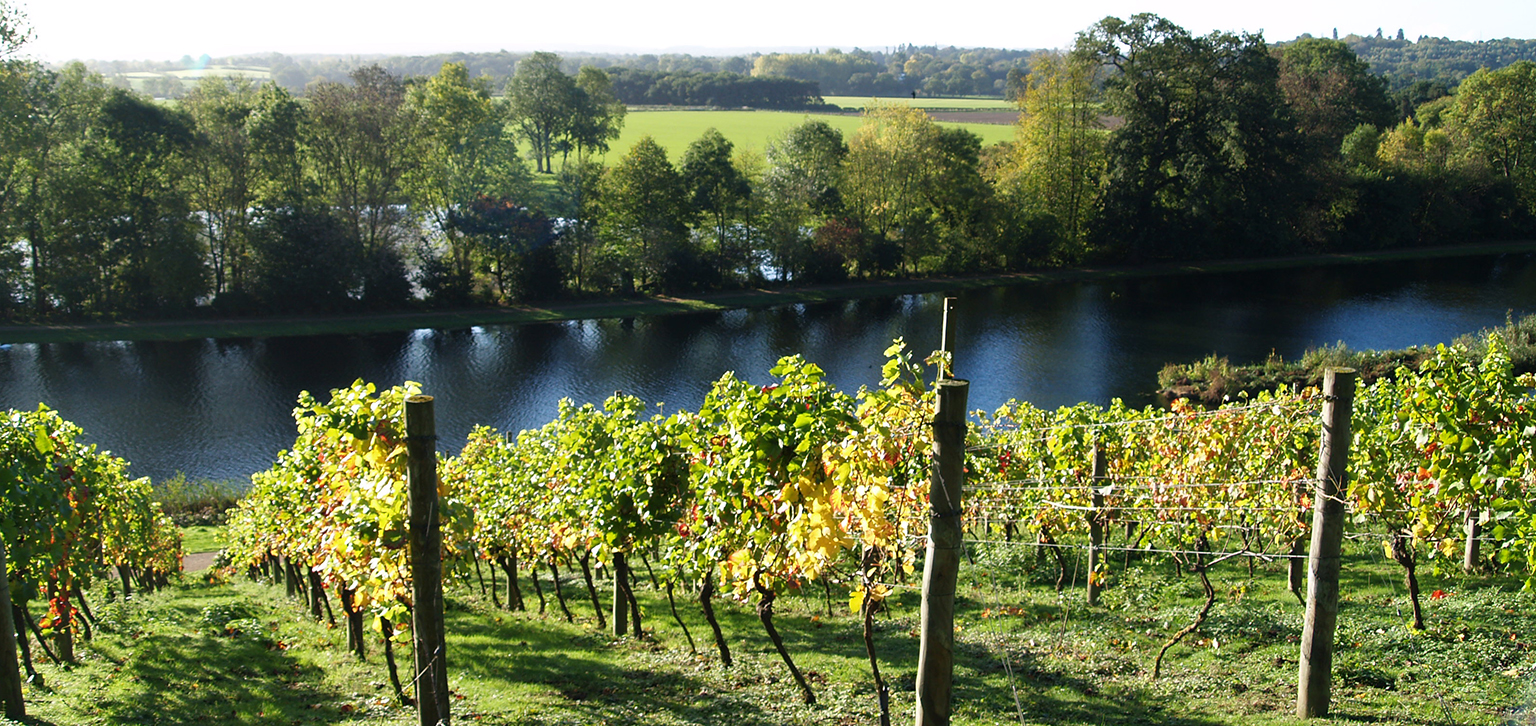 Rows of vines in the vineyard