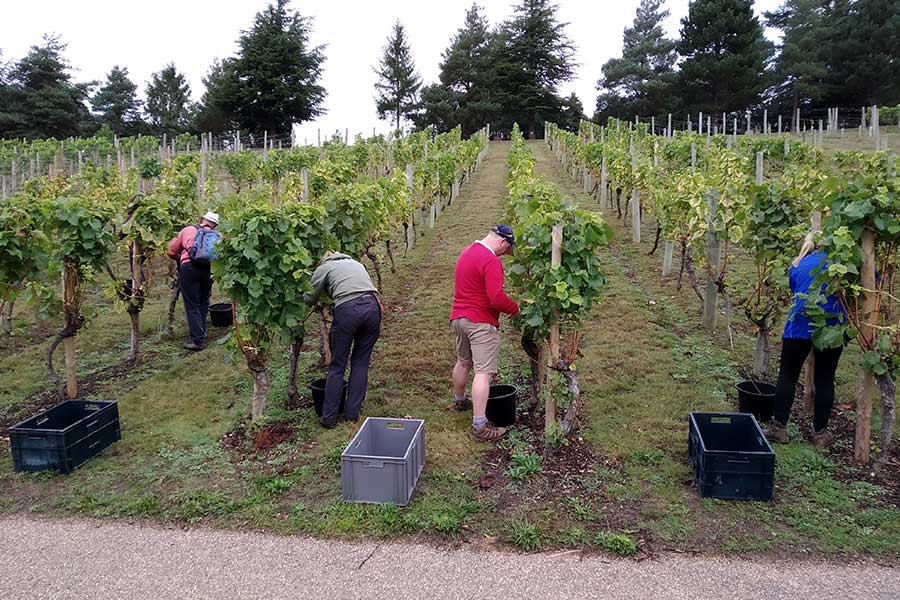 volunteers in vineyard