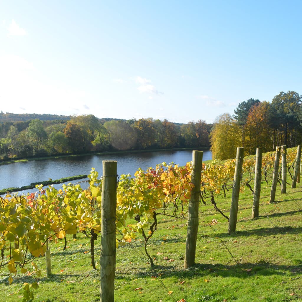 Amble along the vines