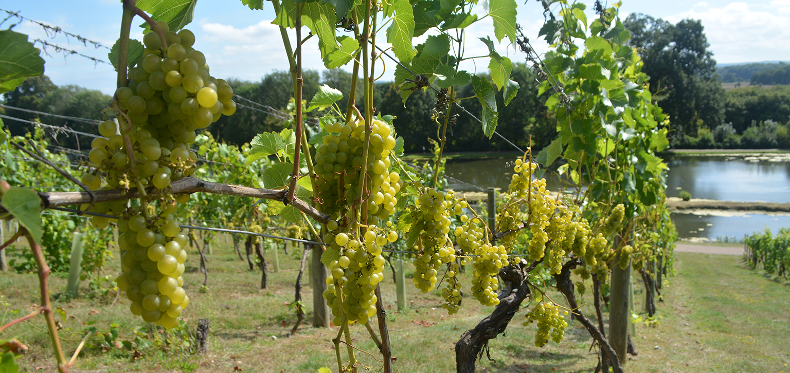 White grapes in the vineyard