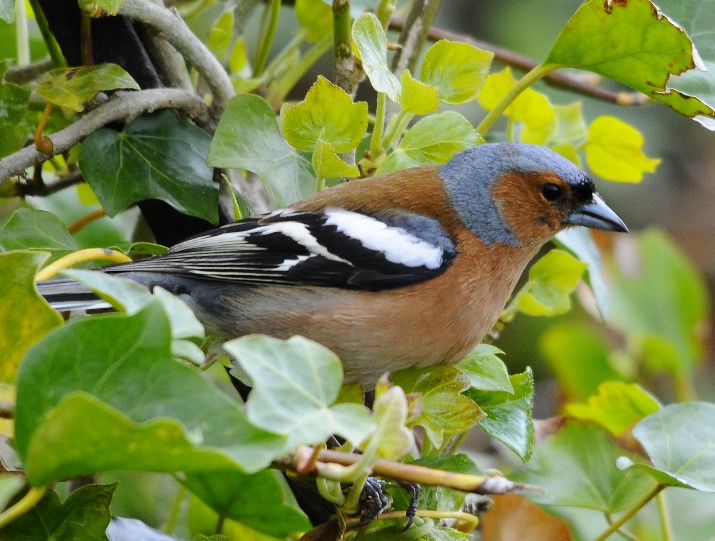 Painshill Bird Song Walk