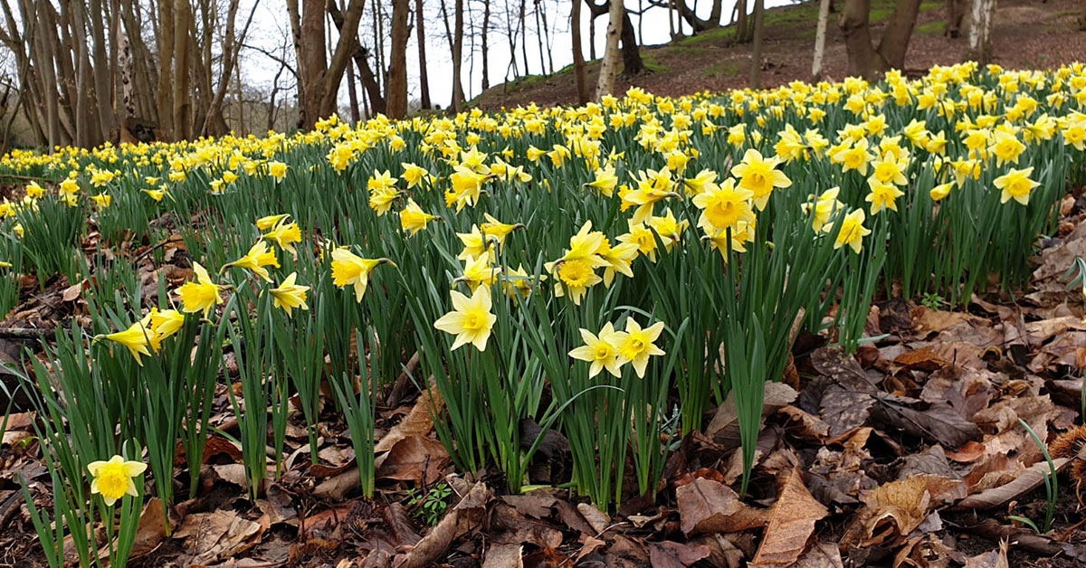 spring flowers at Painshill